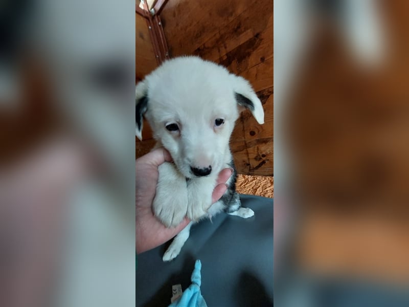 SVANTE sucht ein liebevolles Zuhause