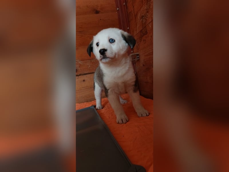 SVERRE sucht ein liebevolles Zuhause