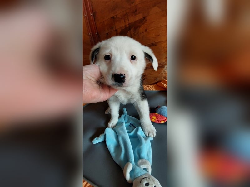 SVANTE sucht ein liebevolles Zuhause
