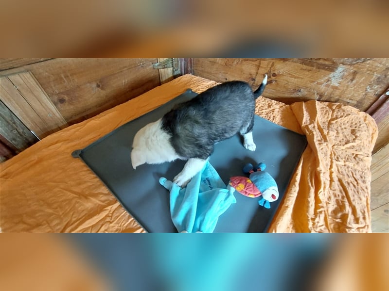 SVANTE sucht ein liebevolles Zuhause