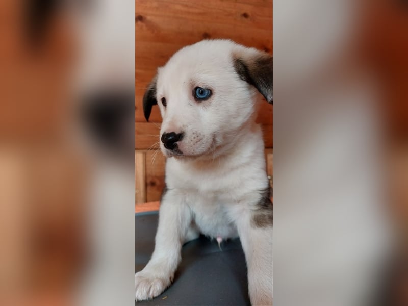 SVERRE sucht ein liebevolles Zuhause