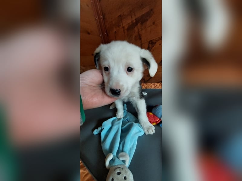 SVANTE sucht ein liebevolles Zuhause
