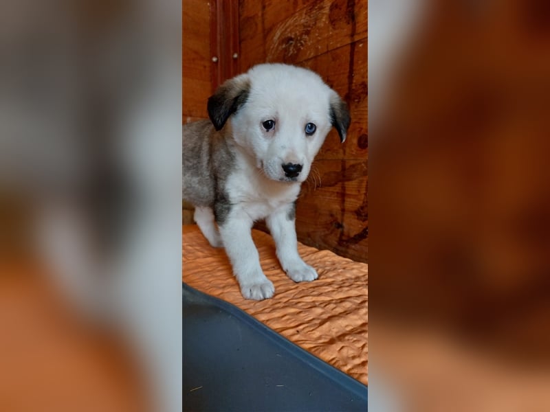 SVERRE sucht ein liebevolles Zuhause