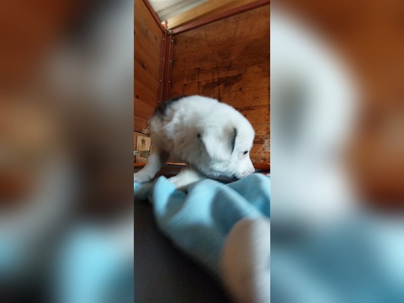 SVANTE sucht ein liebevolles Zuhause