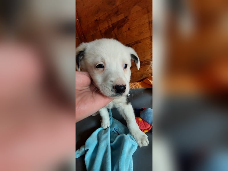 SVANTE sucht ein liebevolles Zuhause