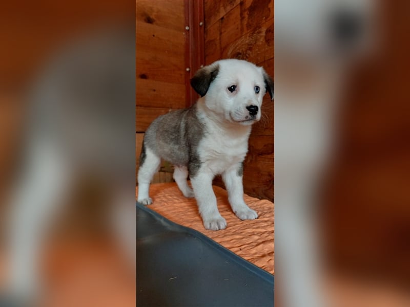 SVERRE sucht ein liebevolles Zuhause