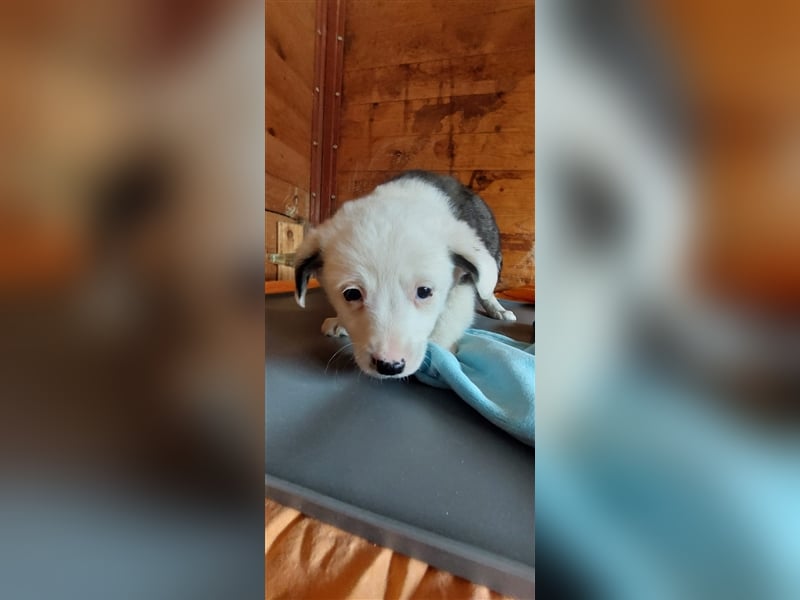SVANTE sucht ein liebevolles Zuhause