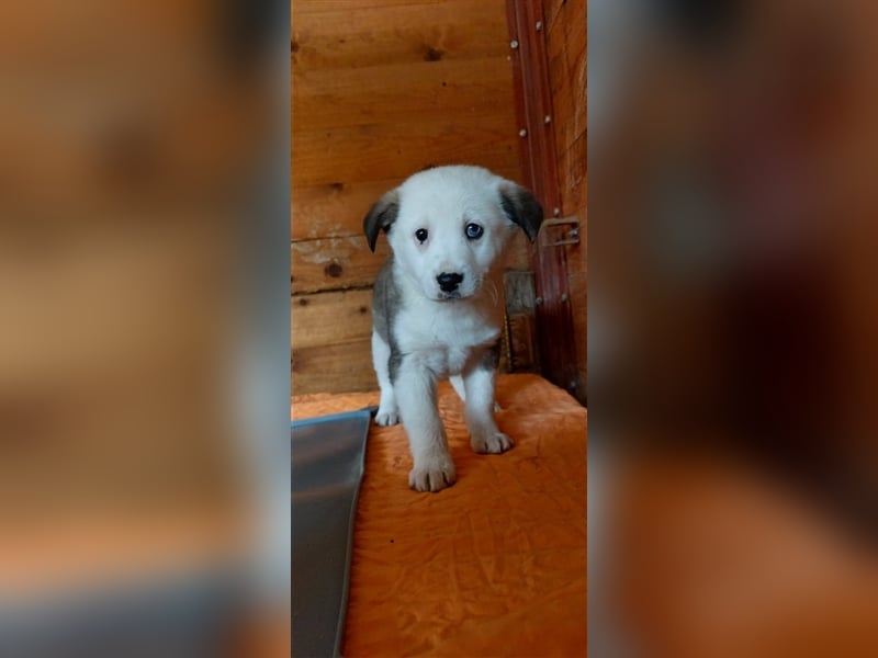SVERRE sucht ein liebevolles Zuhause