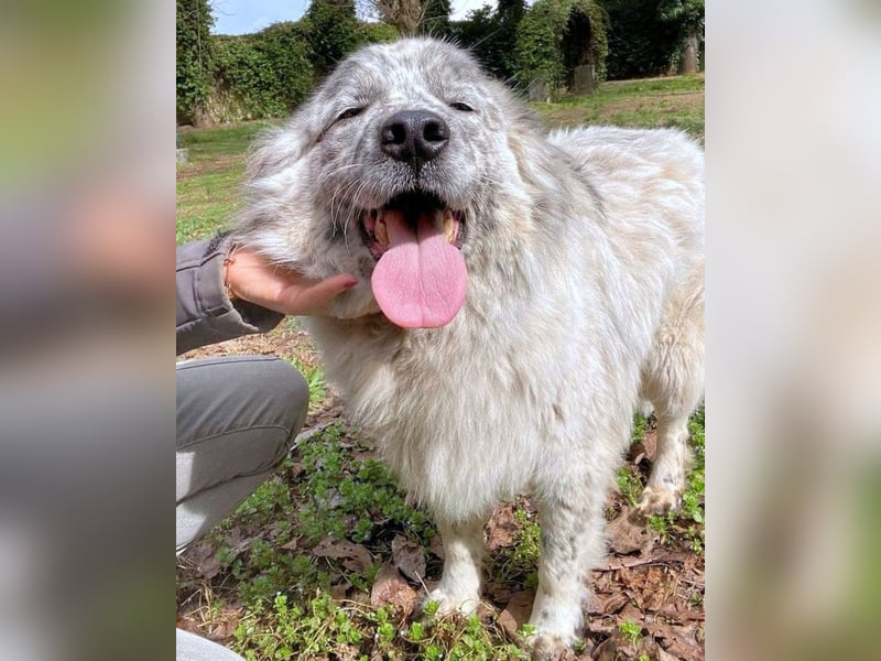 Jereld - Hund mit Sommersprossen sucht seine Familie