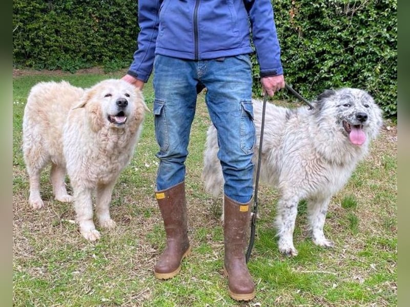 Jereld - Hund mit Sommersprossen sucht seine Familie