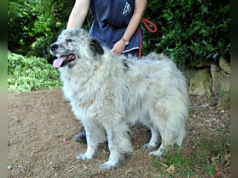 Jereld - Hund mit Sommersprossen sucht seine Familie