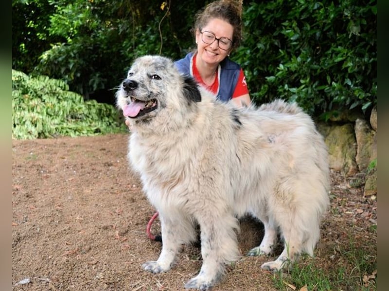 Jereld - Hund mit Sommersprossen sucht seine Familie