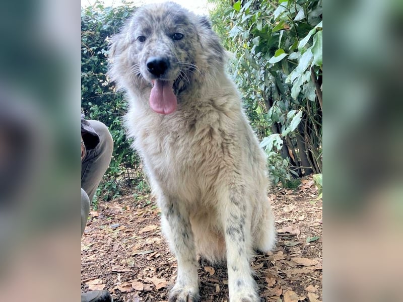 Jereld - Hund mit Sommersprossen sucht seine Familie