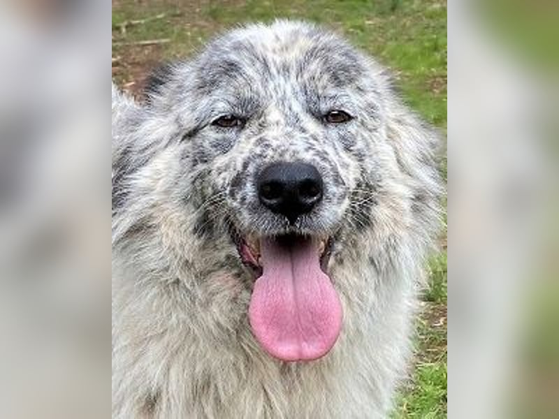 Jereld - Hund mit Sommersprossen sucht seine Familie