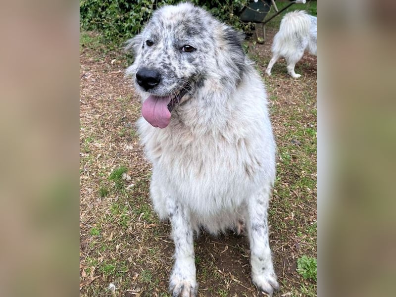 Jereld - Hund mit Sommersprossen sucht seine Familie