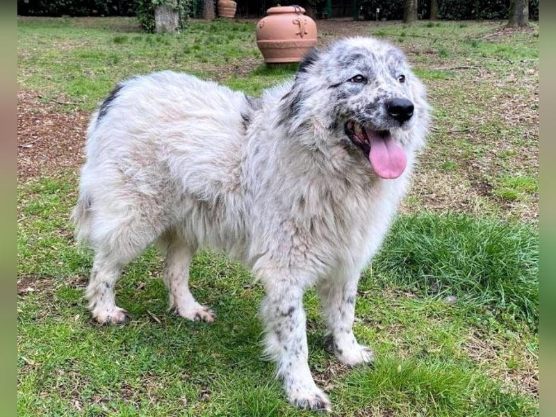 Jereld - Hund mit Sommersprossen sucht seine Familie