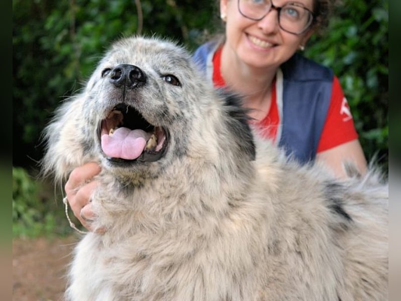 Jereld - Hund mit Sommersprossen sucht seine Familie