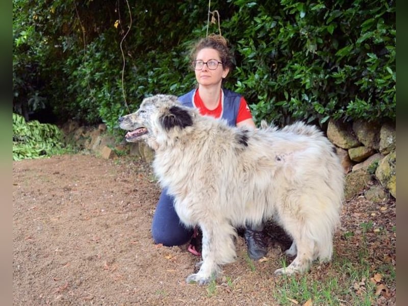 Jereld - Hund mit Sommersprossen sucht seine Familie