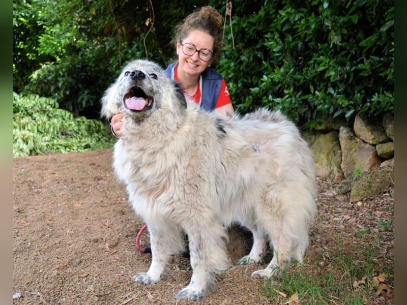 Jereld - Hund mit Sommersprossen sucht seine Familie