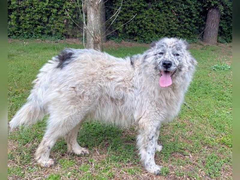 Jereld - Hund mit Sommersprossen sucht seine Familie