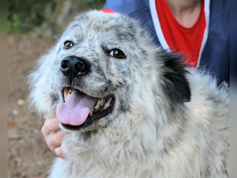 Jereld - Hund mit Sommersprossen sucht seine Familie