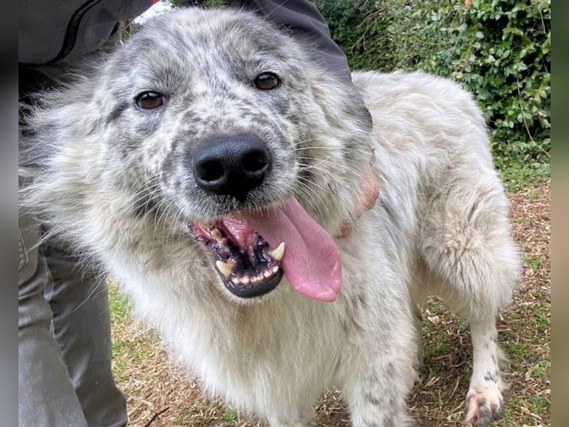 Jereld - Hund mit Sommersprossen sucht seine Familie