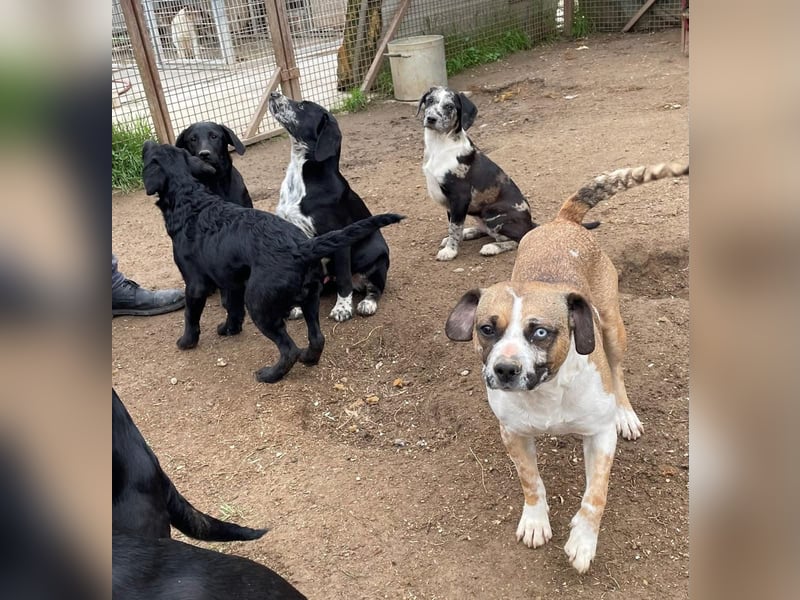 Merlin sucht eine liebevolle Familie