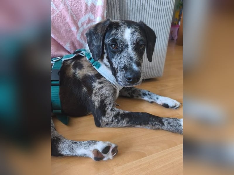 Merlin sucht eine liebevolle Familie