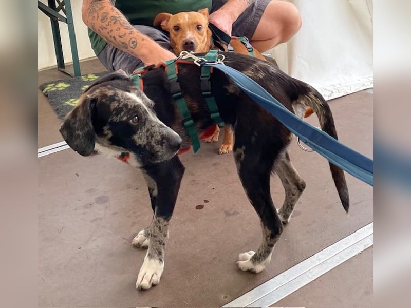 Merlin sucht eine liebevolle Familie