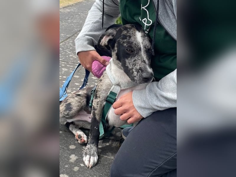 Merlin sucht eine liebevolle Familie