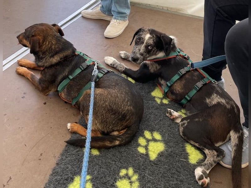 Merlin sucht eine liebevolle Familie