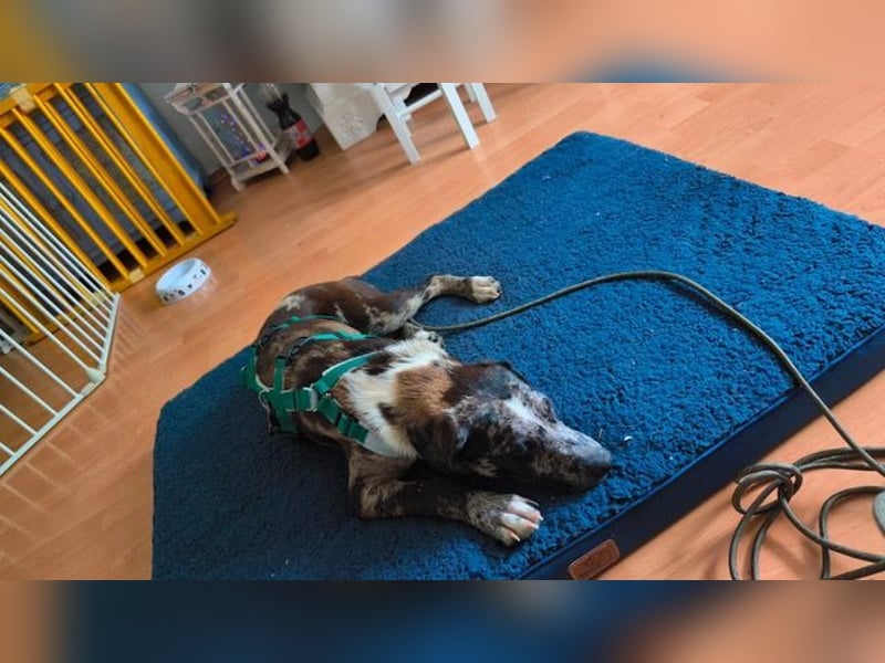 Merlin sucht eine liebevolle Familie