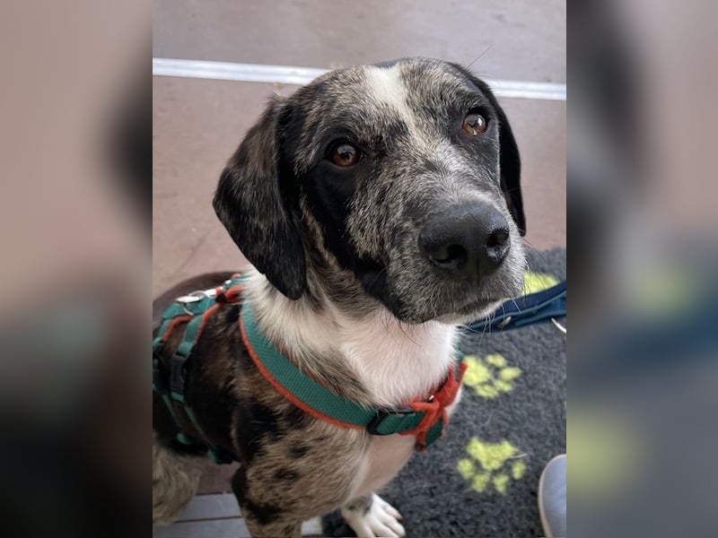 Merlin sucht eine liebevolle Familie