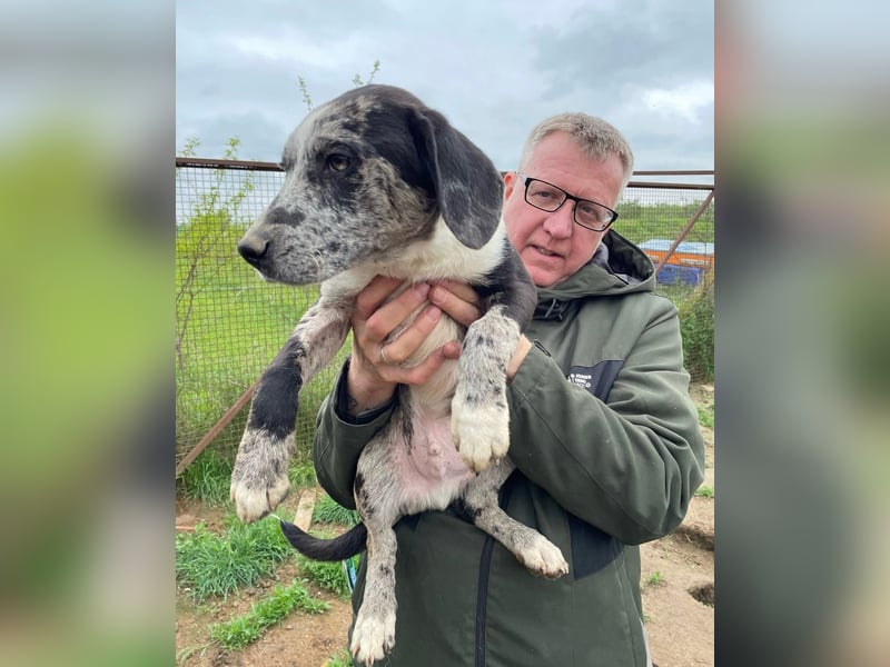 Merlin sucht eine liebevolle Familie