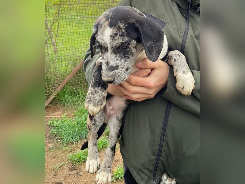 Merlin sucht eine liebevolle Familie
