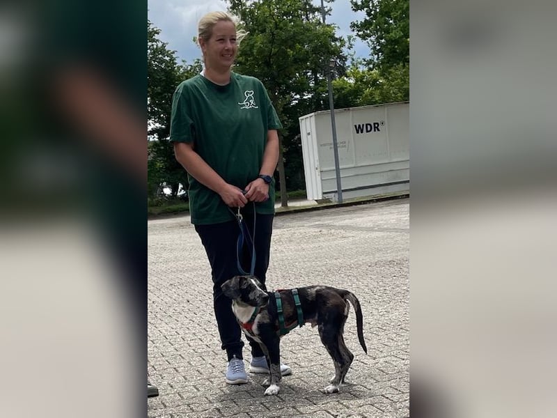 Merlin sucht eine liebevolle Familie