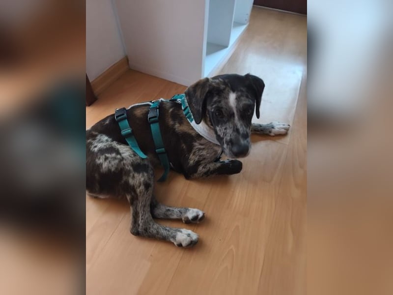 Merlin sucht eine liebevolle Familie