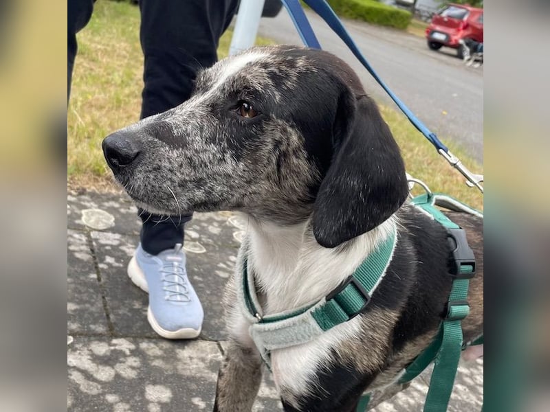 Merlin sucht eine liebevolle Familie