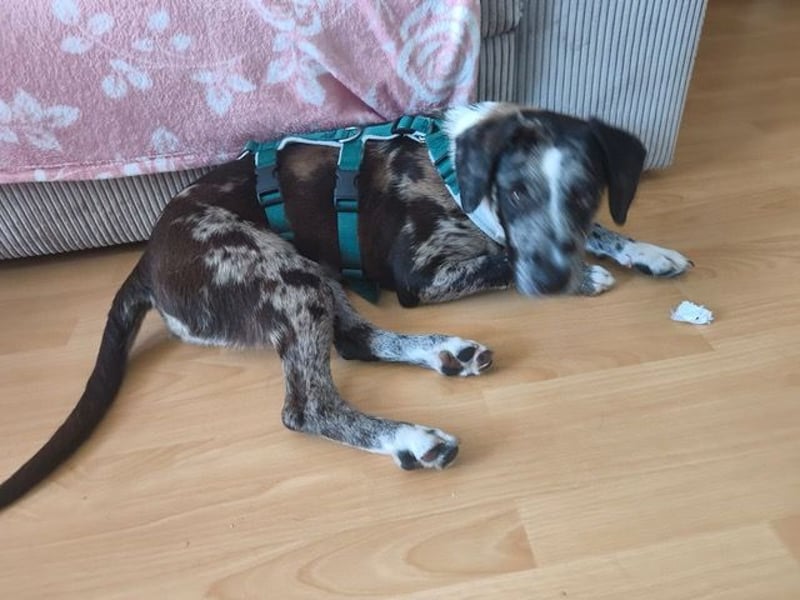 Merlin sucht eine liebevolle Familie