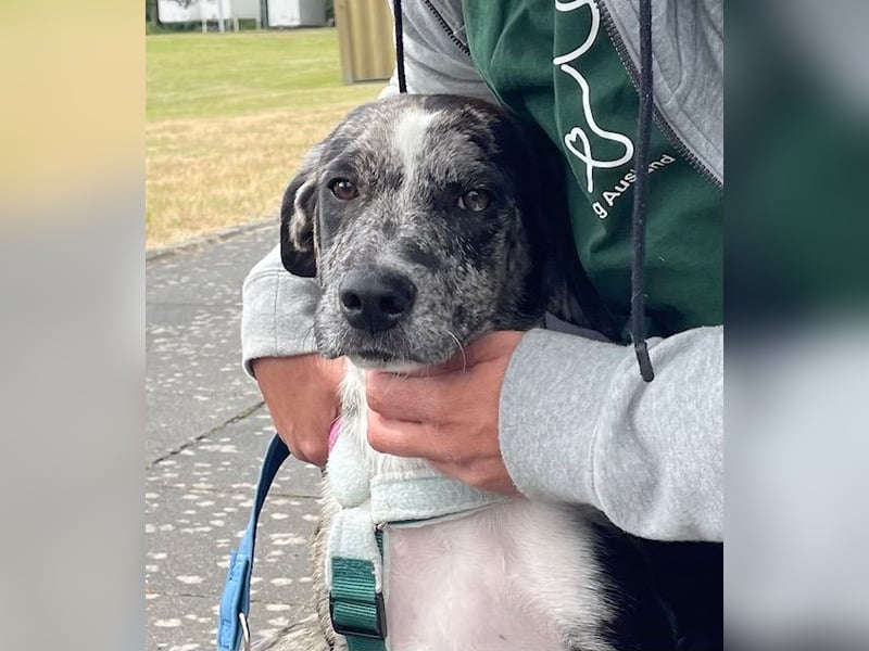 Merlin sucht eine liebevolle Familie