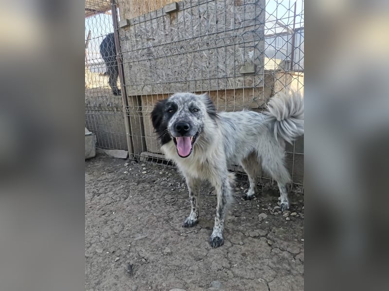 Rolfi - möchte endlich raus aus dem Shelter