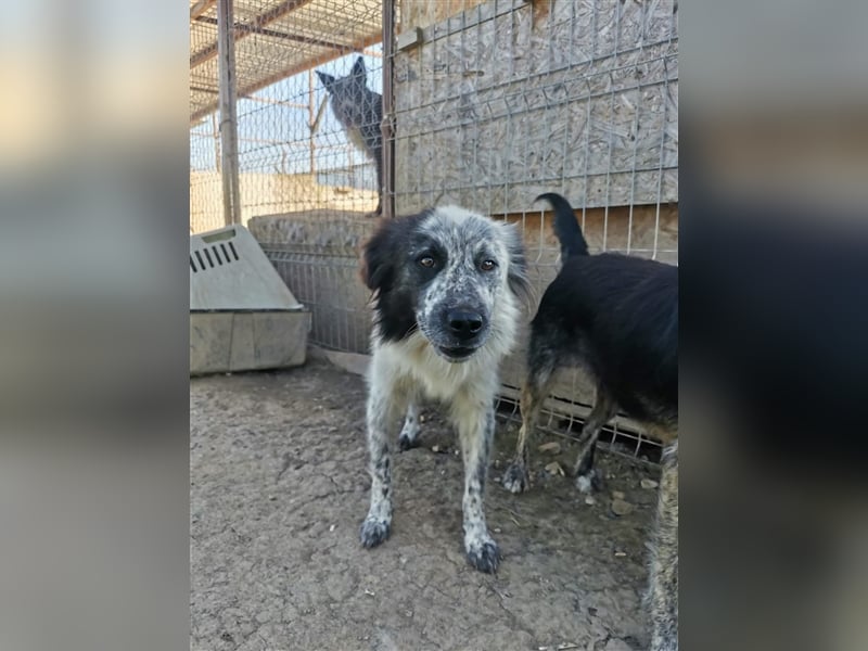Rolfi - möchte endlich raus aus dem Shelter