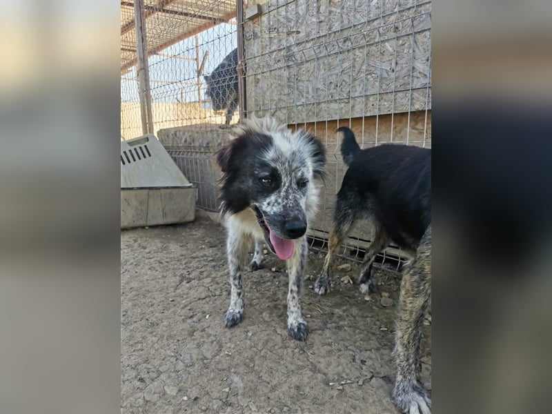 Rolfi - möchte endlich raus aus dem Shelter