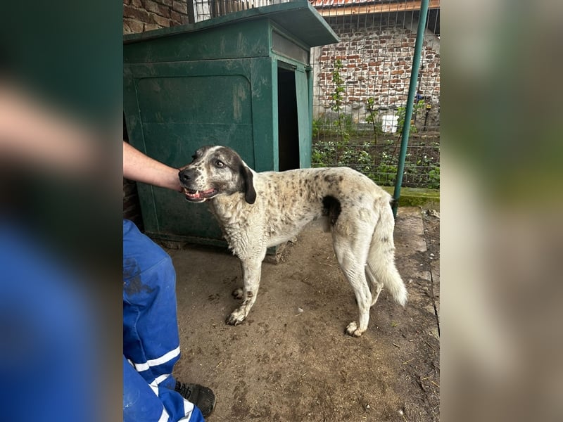 Lucky - ein sehr angenehmer Charakter
