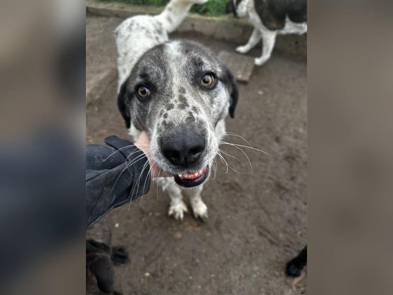 Lucky - ein sehr angenehmer Charakter