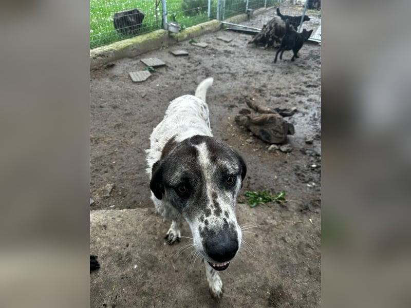 Lucky - ein sehr angenehmer Charakter