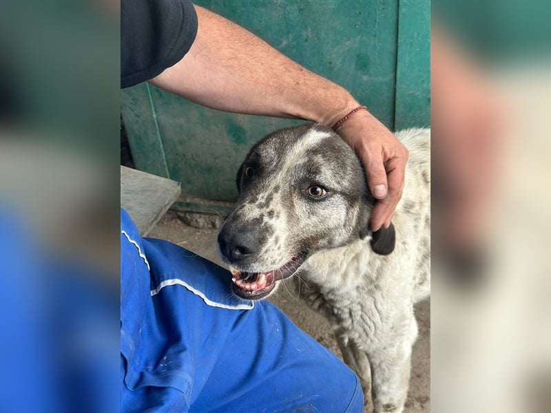 Lucky - ein sehr angenehmer Charakter