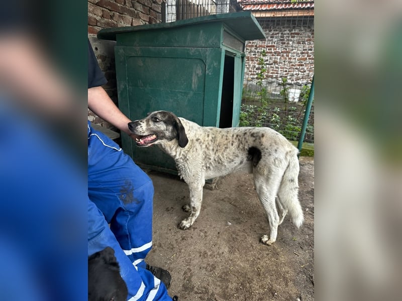 Lucky - ein sehr angenehmer Charakter