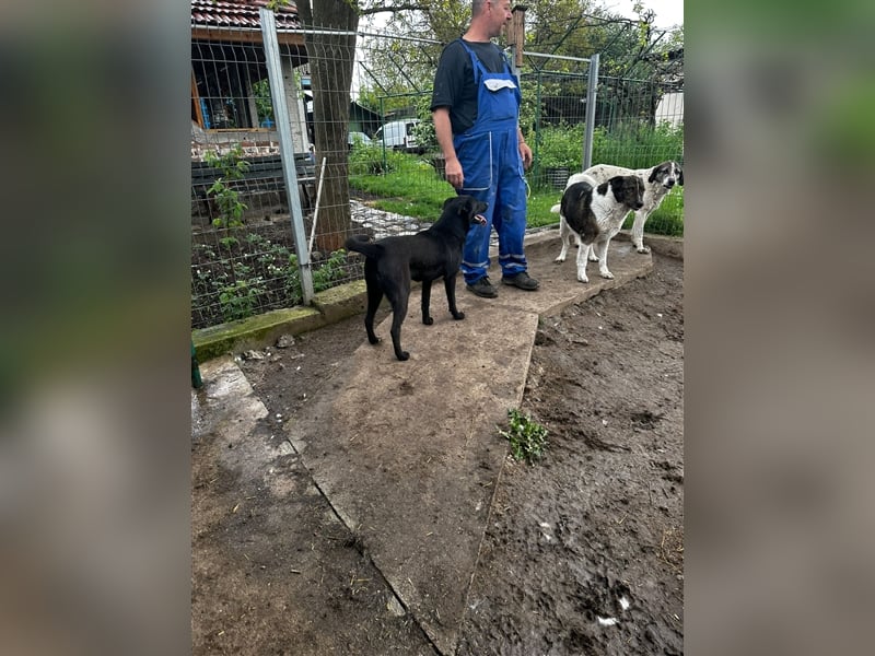 Lucky - ein sehr angenehmer Charakter