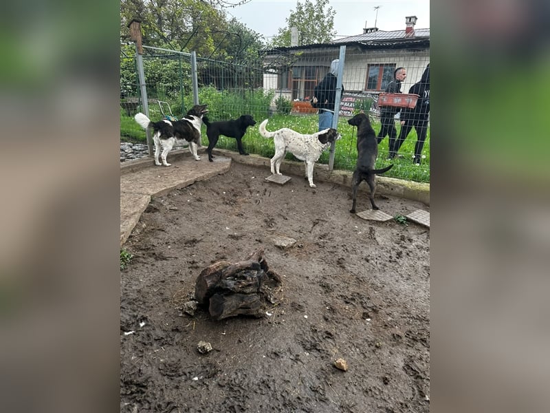 Lucky - ein sehr angenehmer Charakter